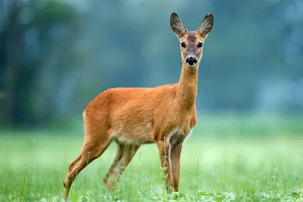 Read more about the article Deer crashes through windshield and lands in back seat of car