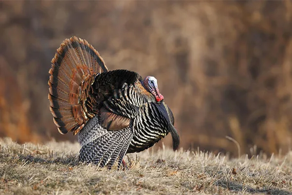 Read more about the article Turkey comes flying through woman’s windshield