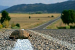 Turtle on Road
