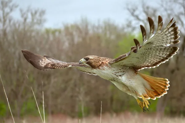 Read more about the article Hawk catches a ride for 15 minutes on LA driver’s windshield
