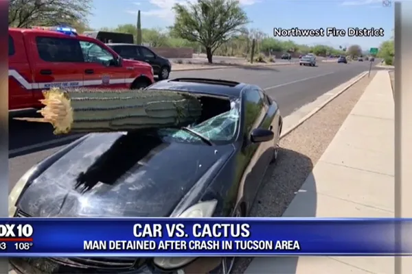 Read more about the article Man survives a cactus smashing through his windshield