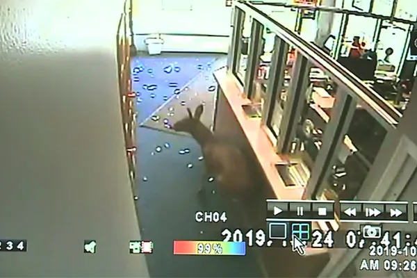 Read more about the article Deer comes crashing through cell phone store’s glass window