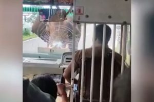 Elephant uses tusks to smash bus windshield and scare passengers