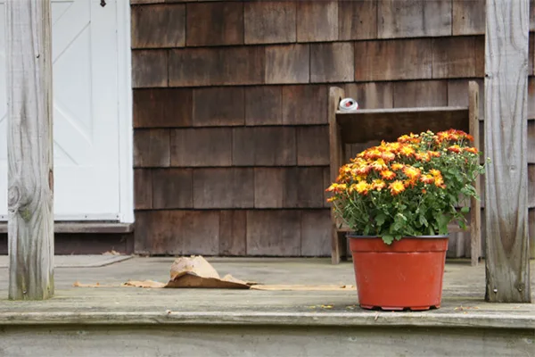 You are currently viewing Flower pot thrown at car causes damage to windshield